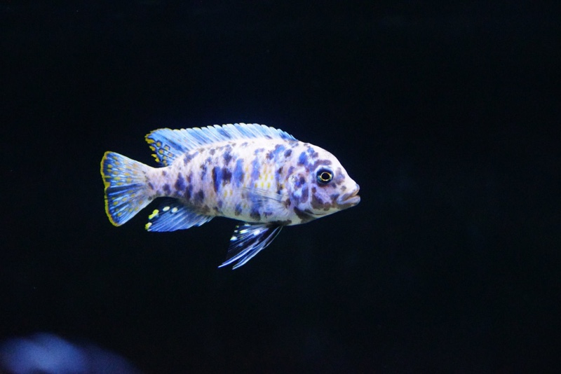 Maylandia zebra 'Chiteko'